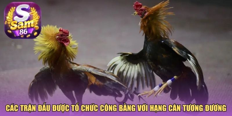 Các trận đấu được tổ chức công bằng với hạng cân tương đương