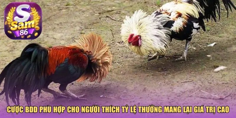 Cược BDD phù hợp cho người thích tỷ lệ thưởng mang lại giá trị cao Cược BDD phù hợp cho người thích tỷ lệ thưởng mang lại giá trị cao