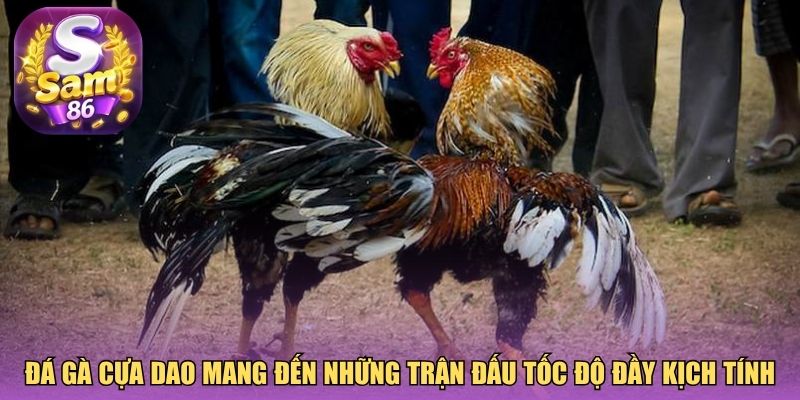 Đá gà cựa dao mang đến những trận đấu tốc độ đầy kịch tính Đá gà cựa dao mang đến những trận đấu tốc độ đầy kịch tính