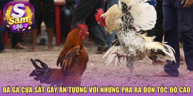 Đá gà cựa sắt gây ấn tượng với những pha ra đòn tốc độ cao
