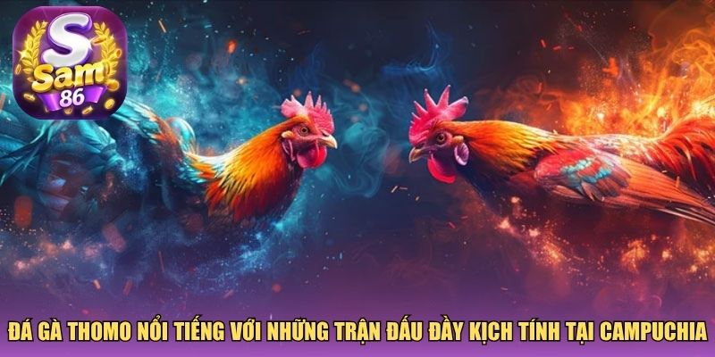 Đá gà Thomo nổi tiếng với những trận đấu đầy kịch tính tại Campuchia