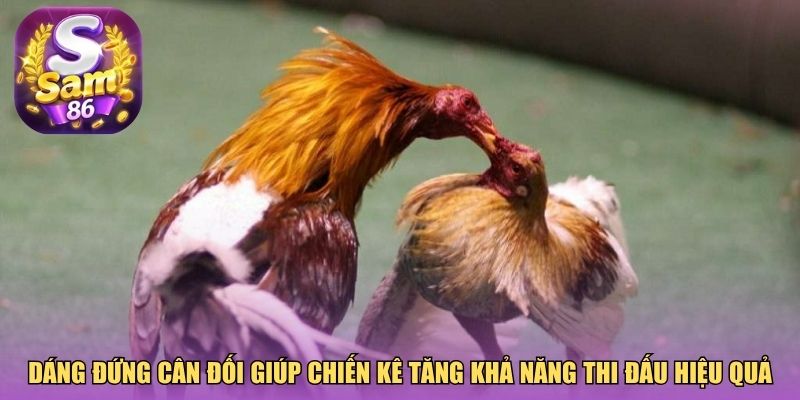 Dáng đứng cân đối giúp chiến kê tăng khả năng thi đấu hiệu quả