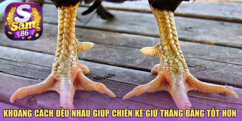 Khoảng cách đều nhau giúp chiến kê giữ thăng bằng tốt hơn