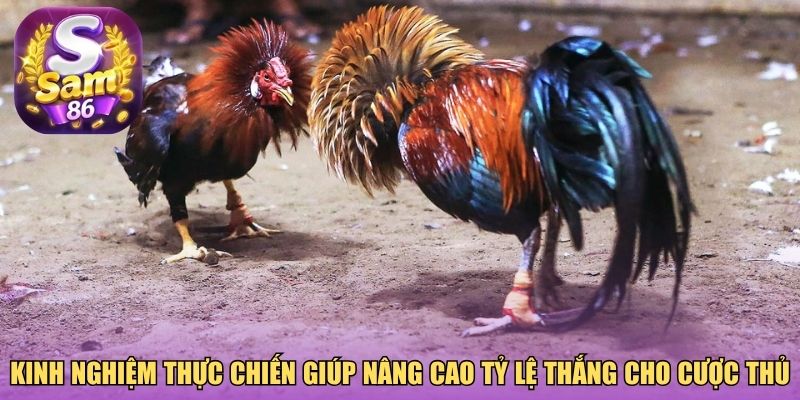 Kinh nghiệm thực chiến giúp nâng cao tỷ lệ thắng cho cược thủ