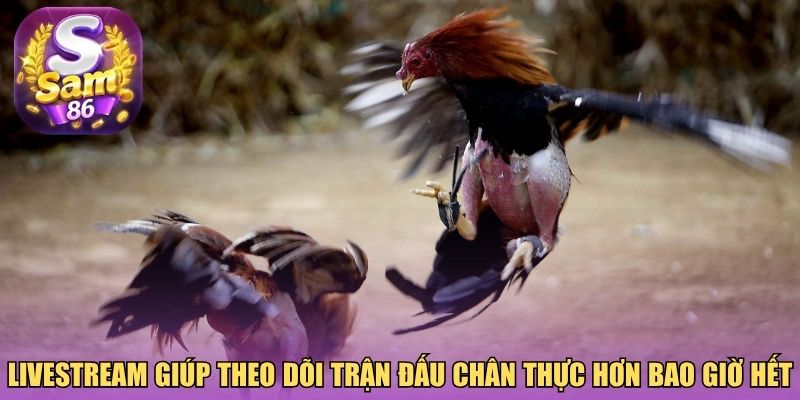 Livestream giúp theo dõi trận đấu chân thực hơn bao giờ hết Livestream giúp theo dõi trận đấu chân thực hơn bao giờ hết